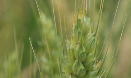 小麦和面粉的研究和发展