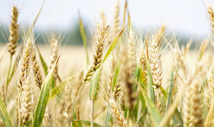 小麦的真实性与分类